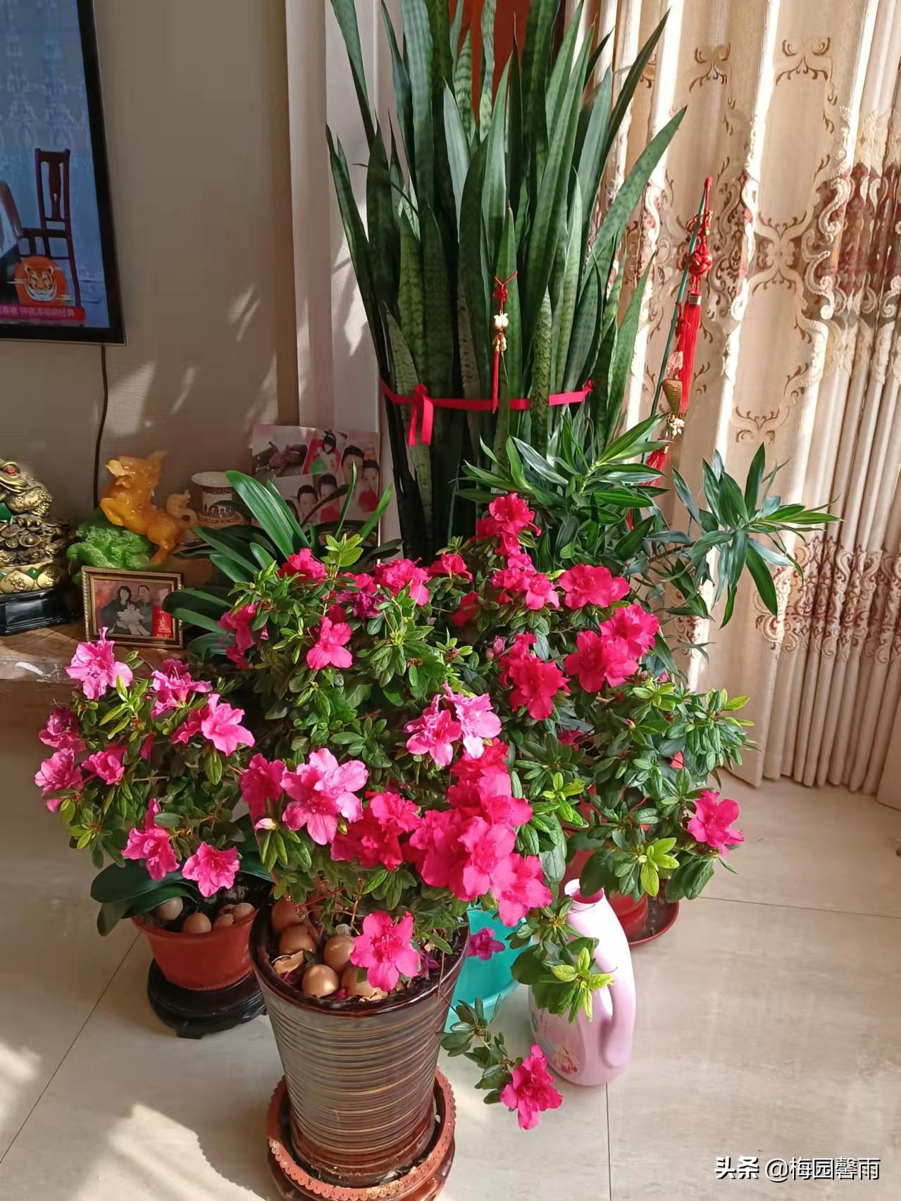 情人节999朵玫瑰,情人节雪花飞舞