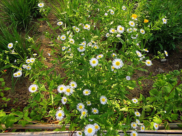 花园要打理得好先除杂草,春天草坪长杂草这样做除草更简单