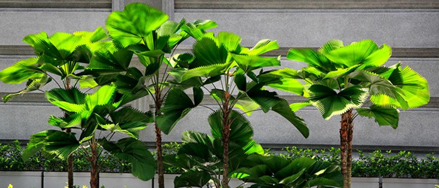 迪拜适合养什么植物,迪拜常见花草