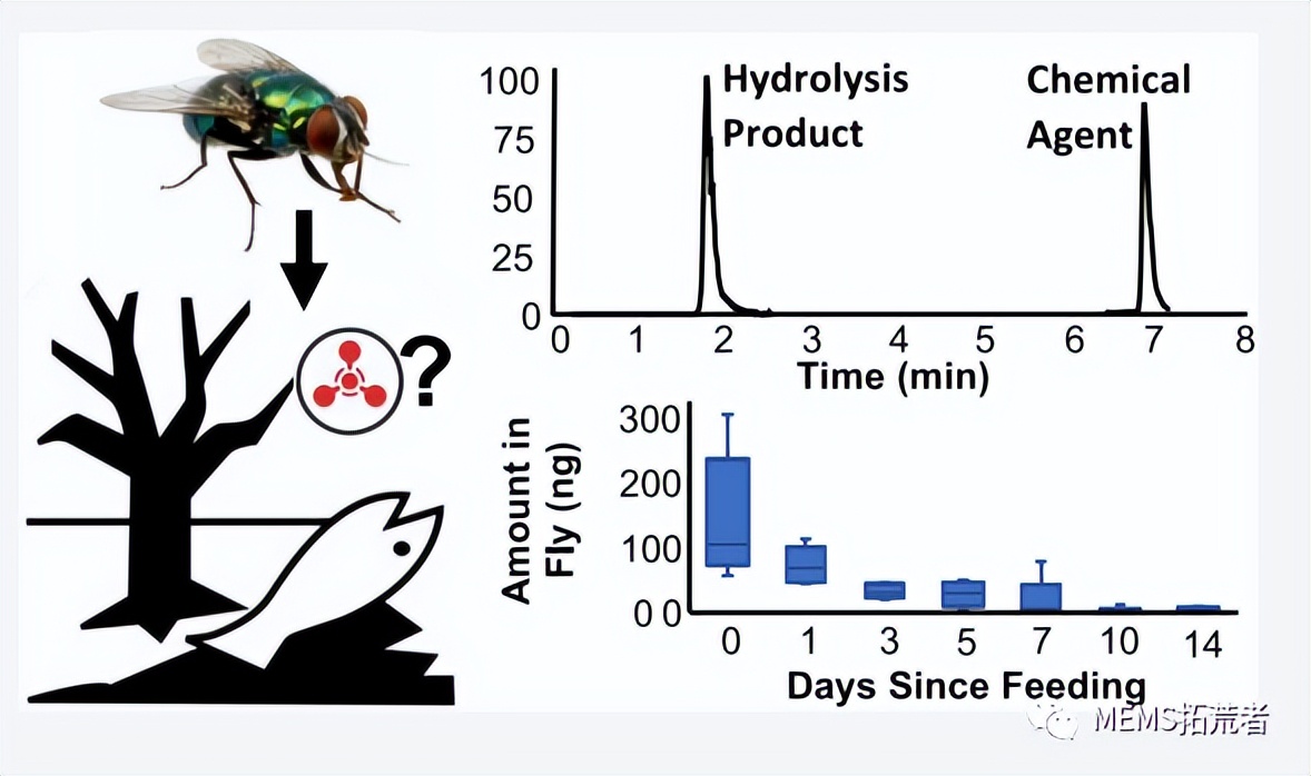 #万物皆科技##科学家利用苍蝇作为传感器
