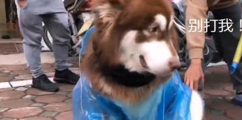 雪橇犬与雪橇犬的较量,阿拉斯加雪橇犬为啥精力旺盛