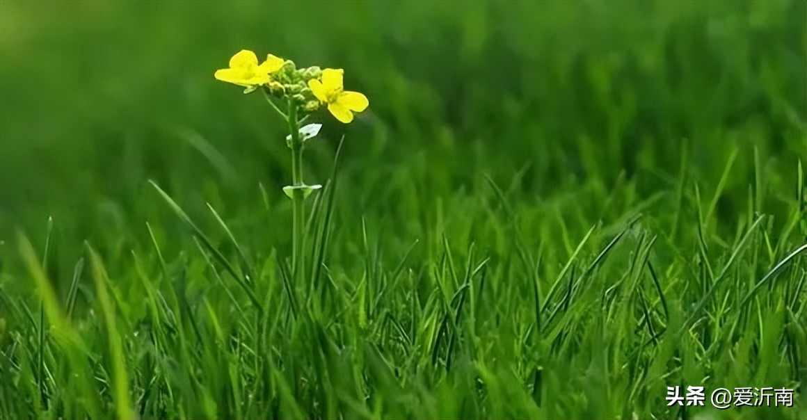 描写春天的古诗优美句子,描写春天最经典的古今诗词有几首