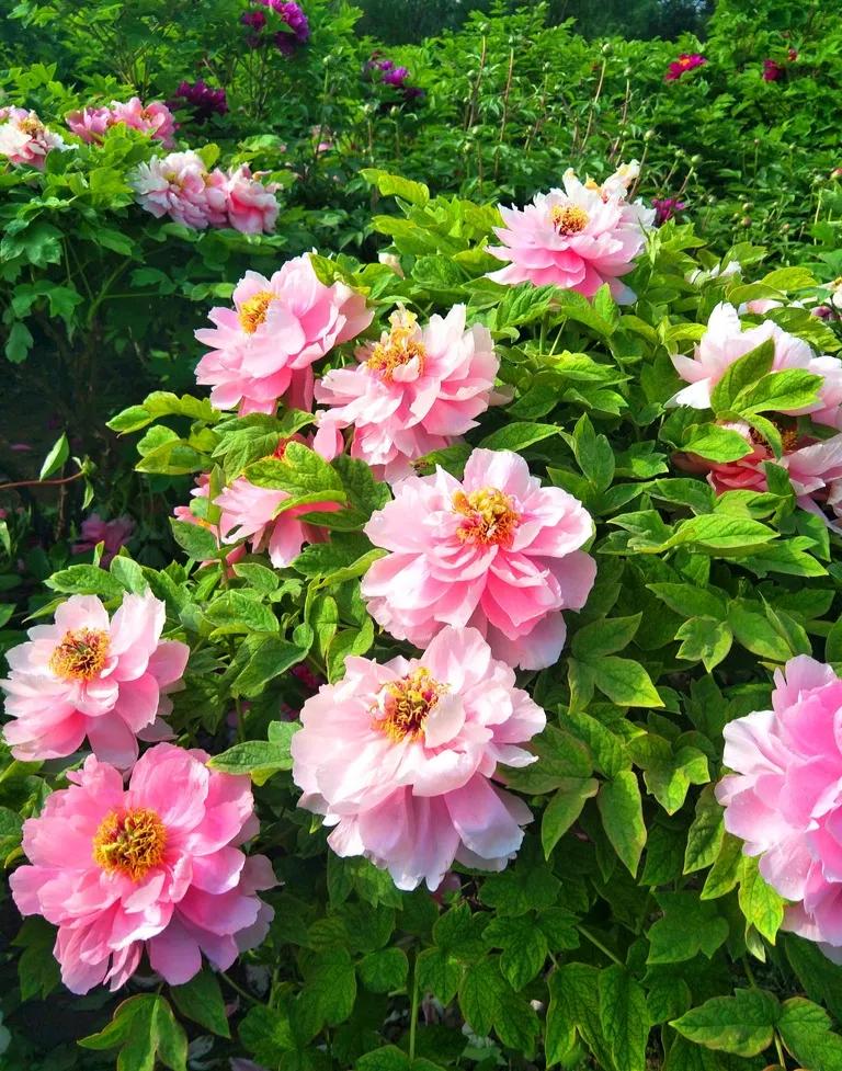 这二十幅极品花卉越看越醉,超好看又耐看的花卉图