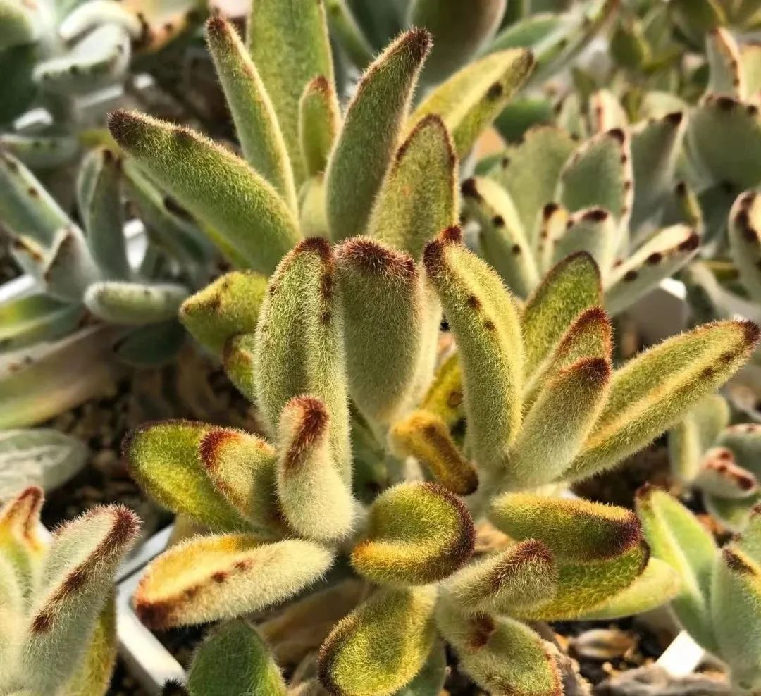 十二生肖兔最喜欢的动物,十二生肖兔种什么花