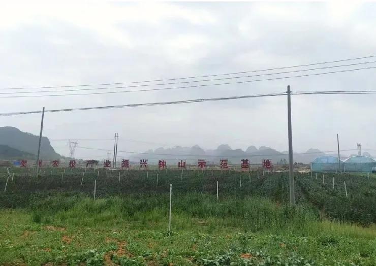 数字赋能粤港澳大湾区“菜篮子”书写蔬菜产业致富经