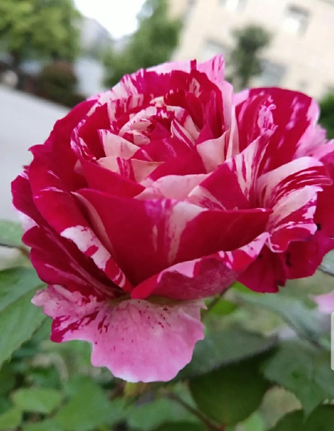 月季玫瑰蔷薇三姐妹的区别,月季蔷薇和玫瑰哪个更好看