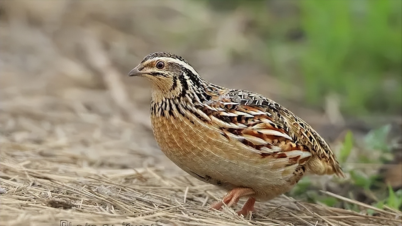鹌鹑的饲养管理与疾病防治方案,鹌鹑养殖场怎么消毒视频
