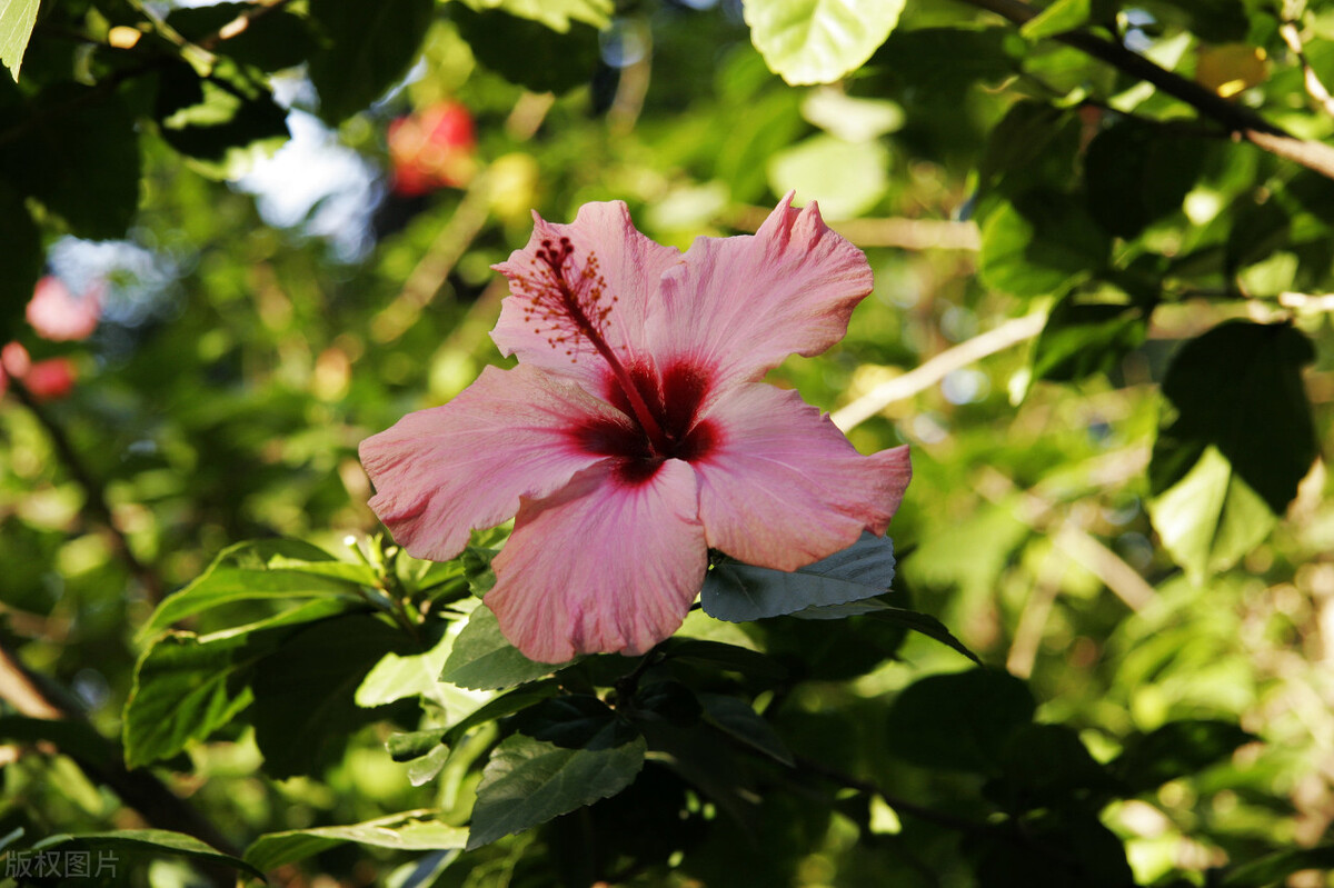 你不知道的国家冷知识斐济篇,斐济国家的生活是什么样的