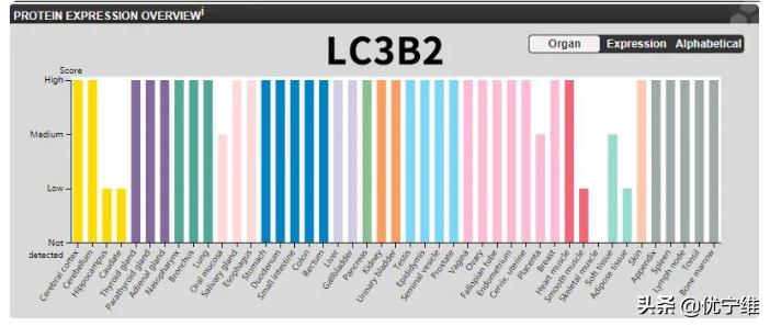 lc3自噬标记物,lc300有哪些隐藏功能
