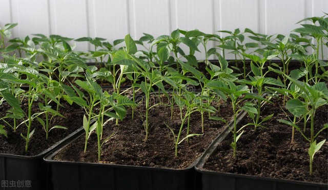 不打农药不施肥的蔬菜怎么种植,四种蔬菜浇水方法