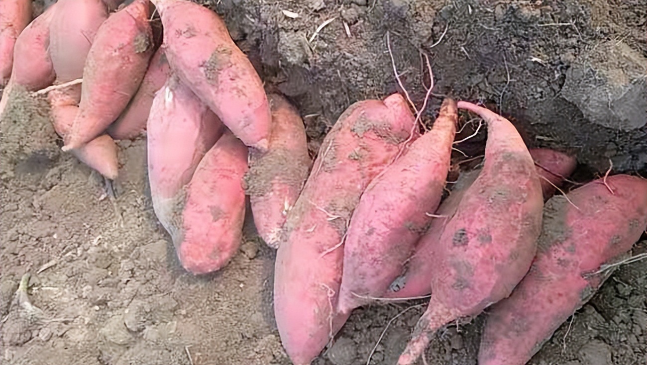 「品牌展播」中国地理标志农产品品牌展播（河南驻马店篇-下）