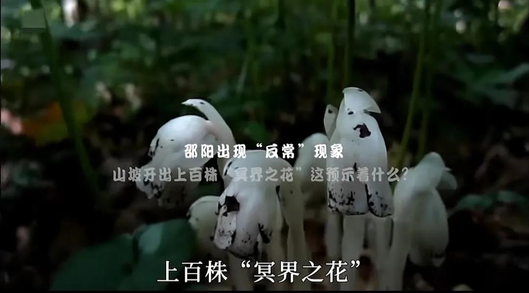 冥界之花真的可以起死回生吗,冥界之花彼岸花的故事