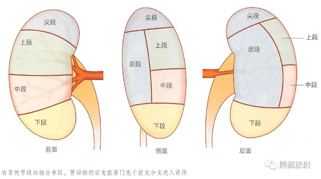 输尿管和髂血管解剖,脾胰解剖图