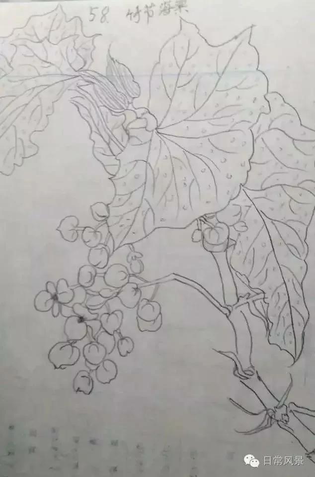 婆婆画画,婆婆画画教程