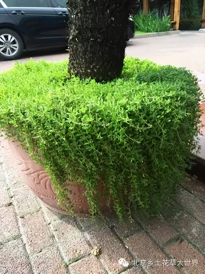 缁挎櫘鏂瑰渾鑺卞崏绉戞妧鏈夐檺鍏徃,缁挎櫘鏂瑰渾