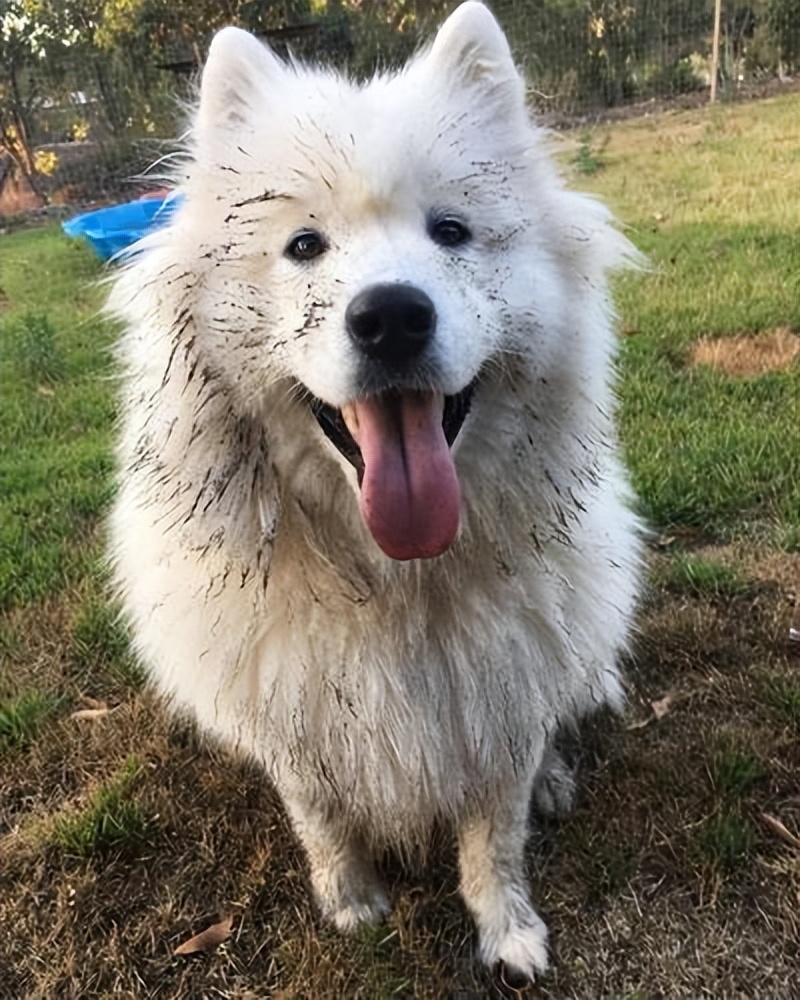 有洁癖的男生养什么狗狗,适合有洁癖的人养的狗狗