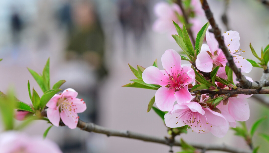 初春的诗词精选,描写初春的诗词佳句