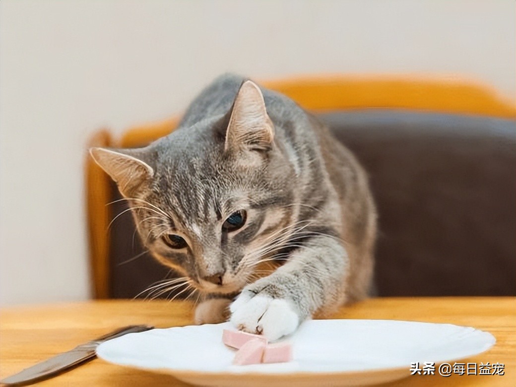 铲屎官们需要引起注意,铲屎官最担心的一天