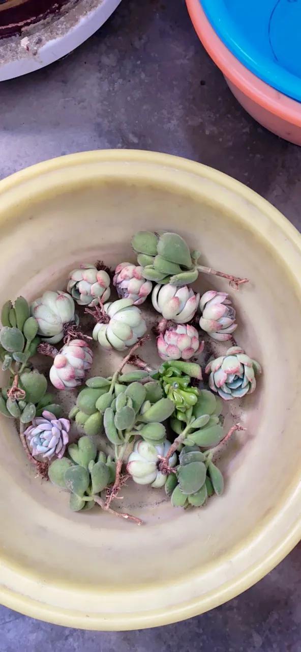 最好养不怕冷不怕热的多肉,新手小白养多肉教程