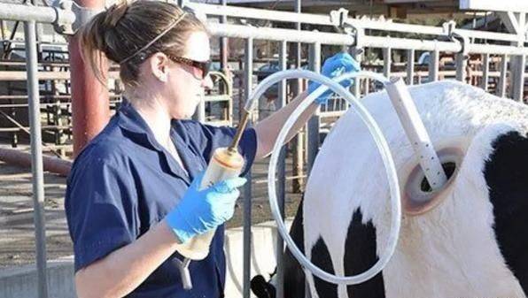 美国人养牛新方法,美国人养牛的方法