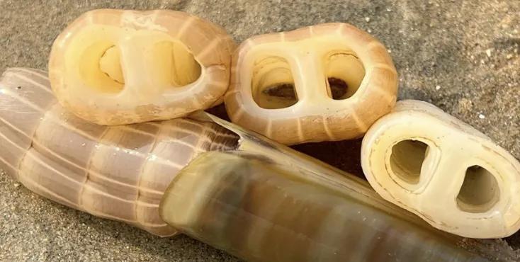 解压视频赶海挖东西,赶海的解压视频