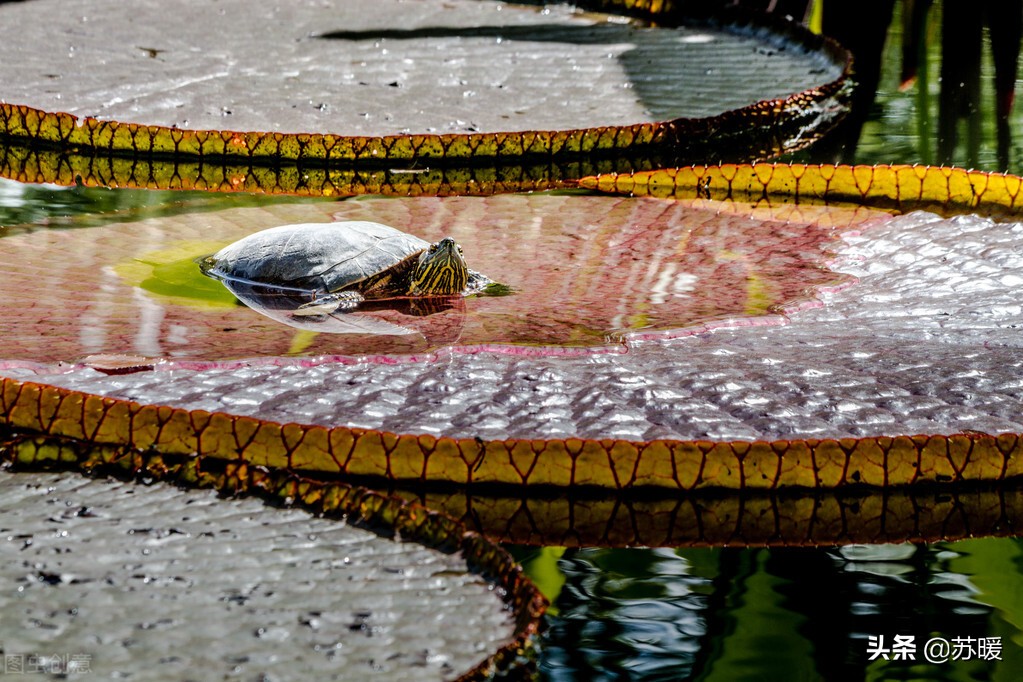 为什么新龟会被原缸的龟咬,龟断尾有什么危害