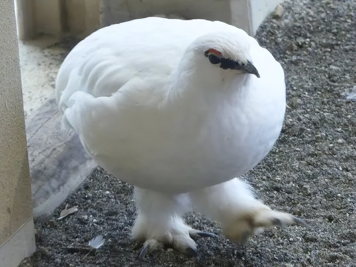 西瓜奇葩搞笑图片,超级搞笑吃西瓜笑的肚子都疼了