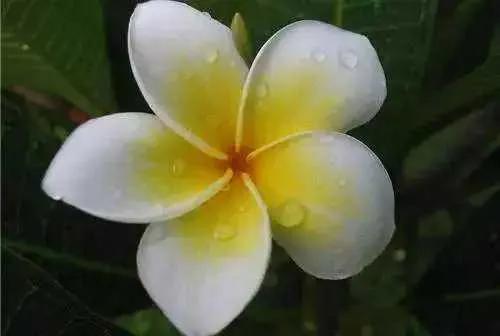 关于老挝国家的冷知识,老挝人冷知识大全