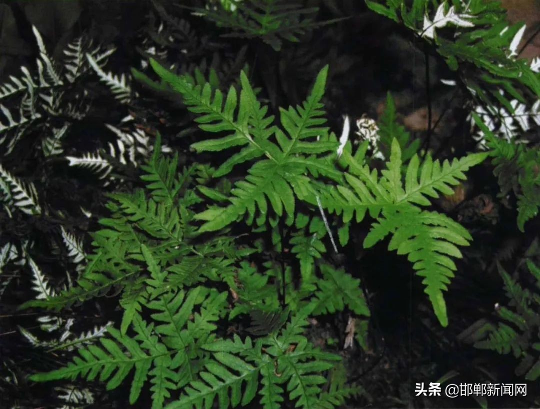 邯郸多地发布公告！免费开放！买到这种鳕鱼请速报告！12月8日邯郸新闻早报