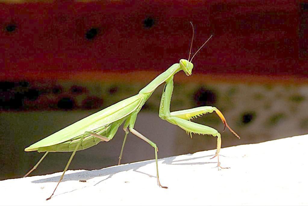 世界上活的寿命最长的动物是什么,动物兄弟之寿命超过100年的动物