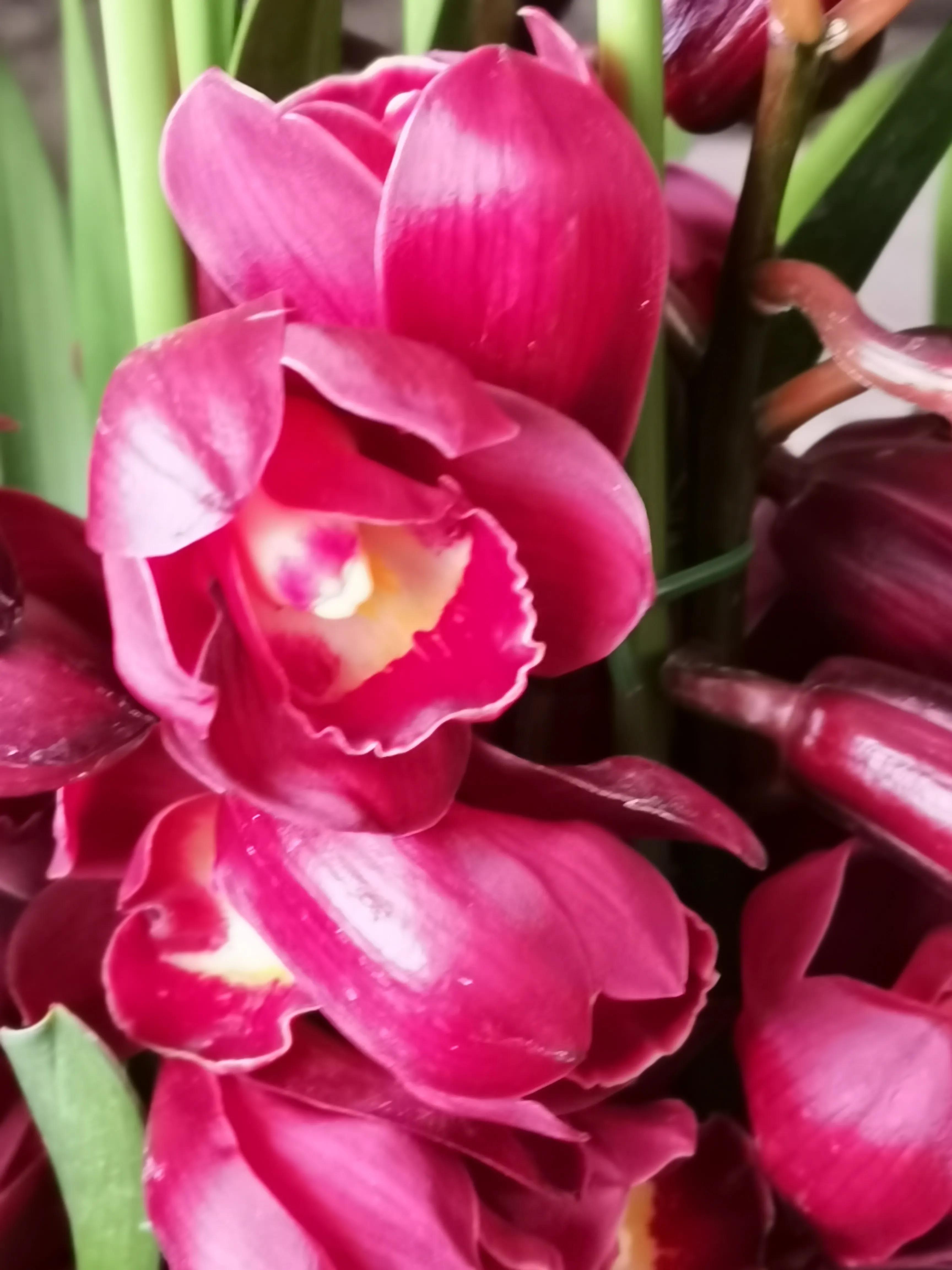 阴雨雾霾天逛月亮湾花市，郁闷不见了，心情舒朗愉悦