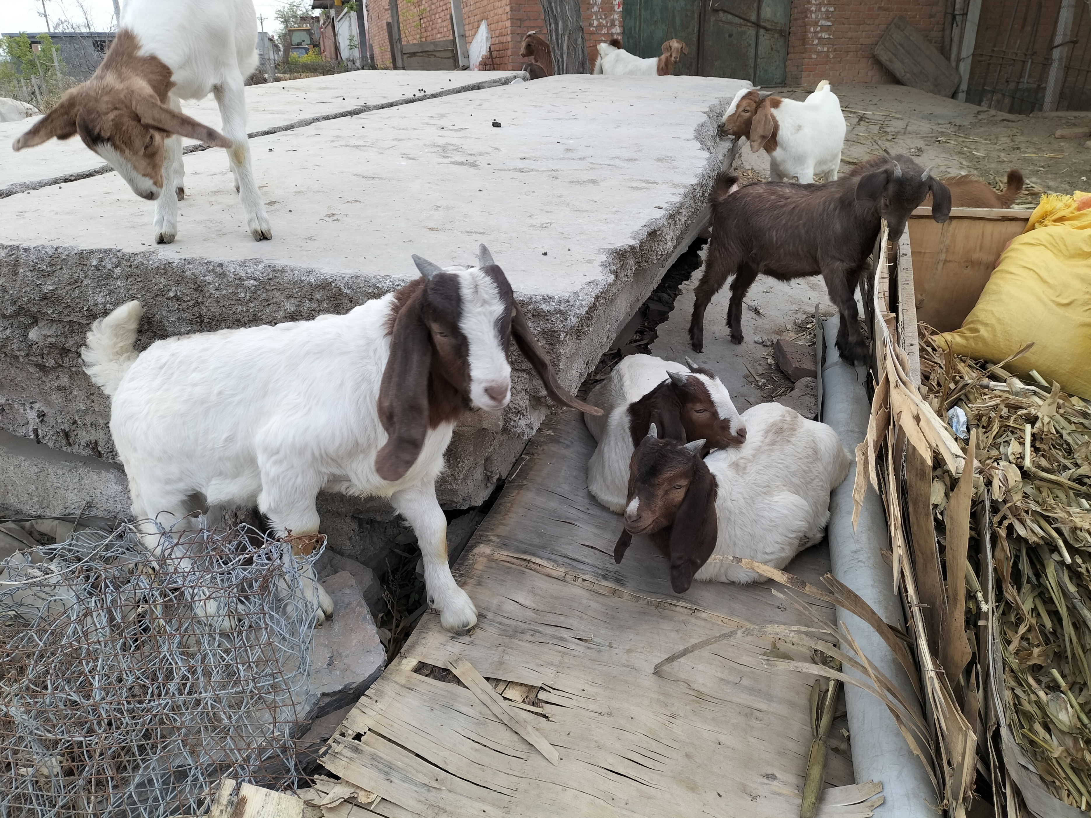 养羊分享,分享养羊日常