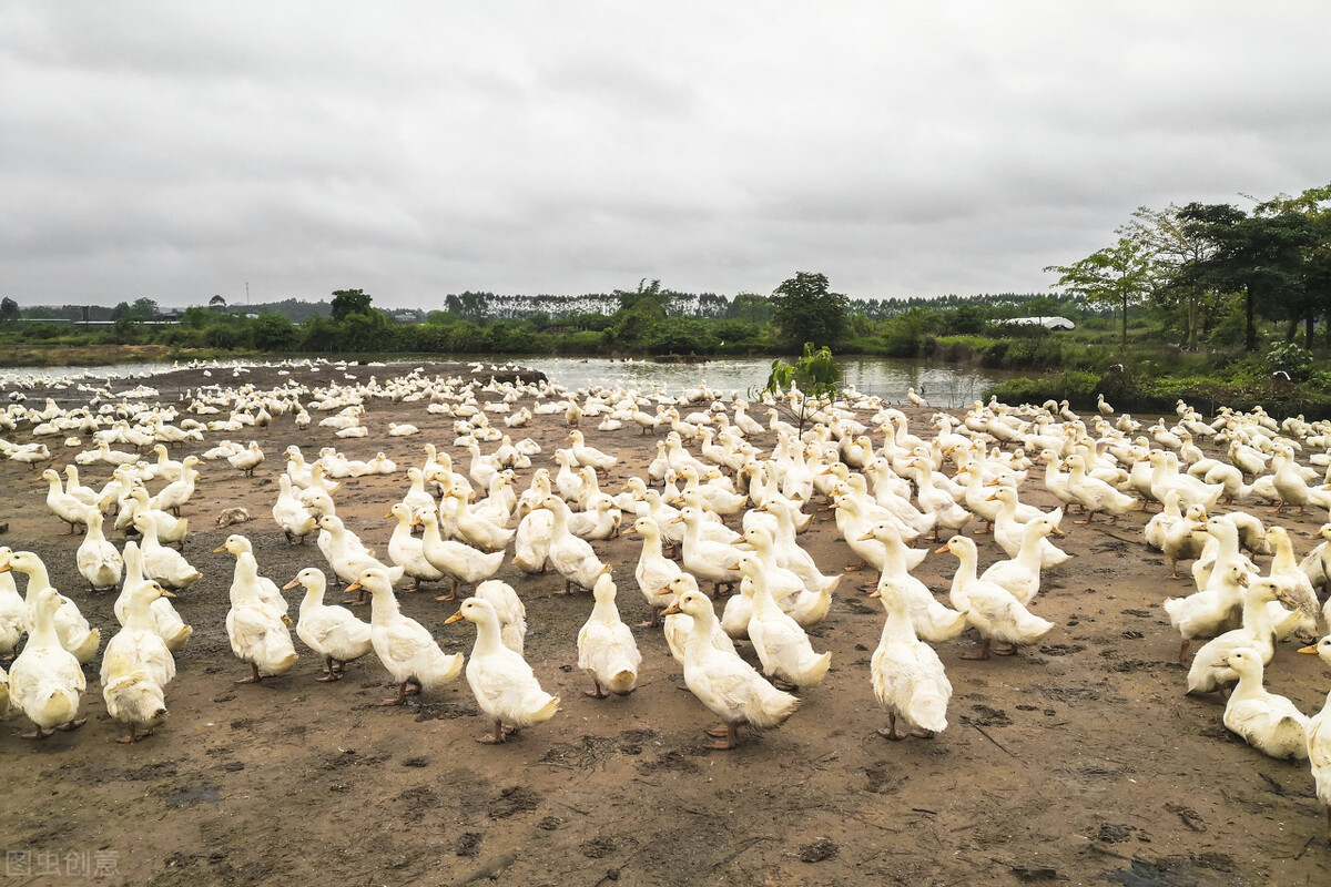 养殖鸭子大概一个月能赚多少钱,养殖鸭子一年能赚多少钱