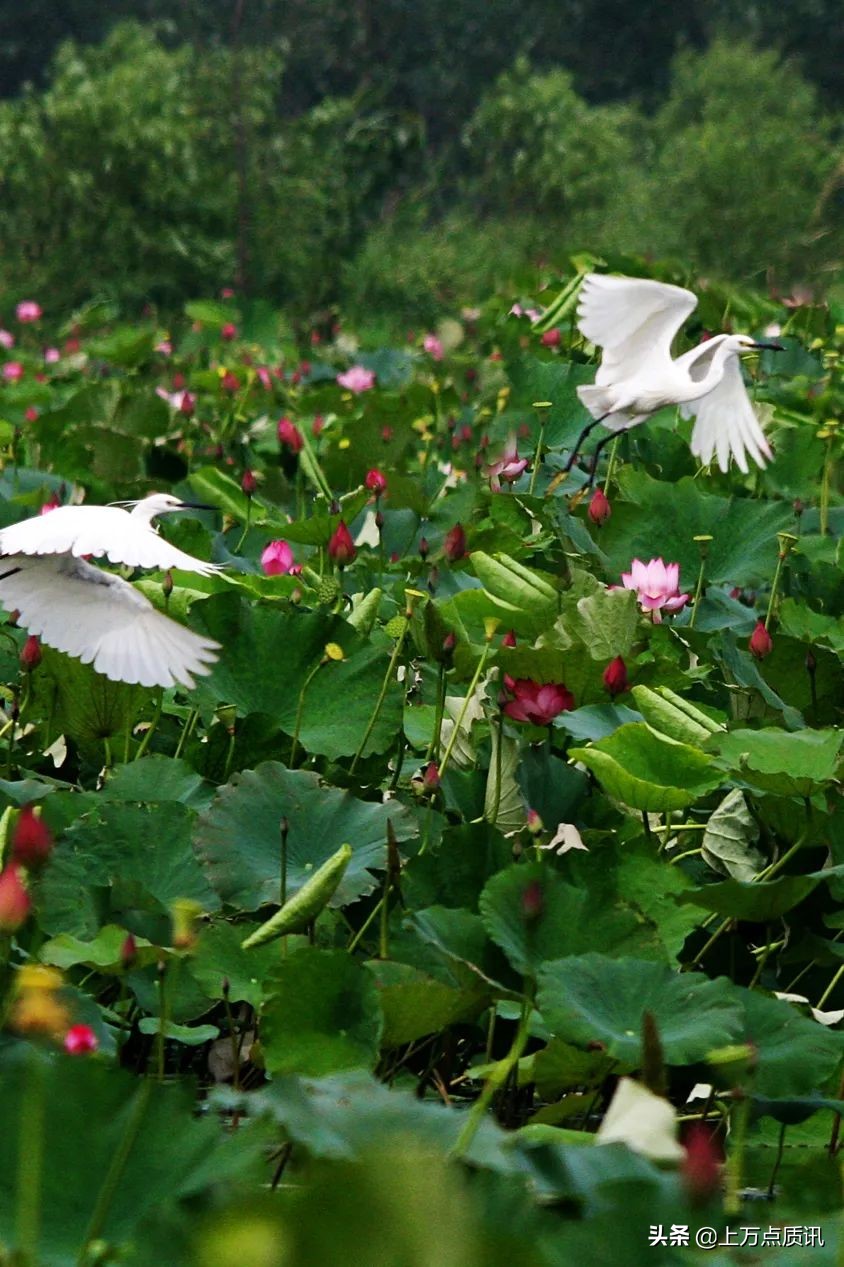 济宁微山湖旅游景区攻略一日游,济宁微山湖旅游区排名