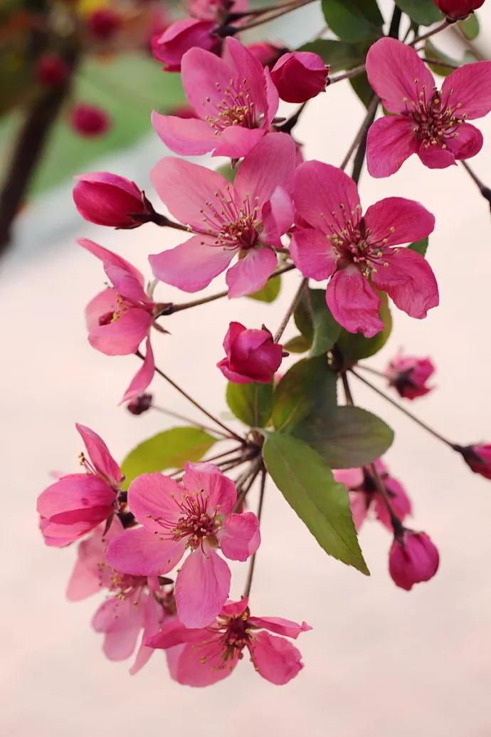 世界各国国花一览表,南美洲各国国花