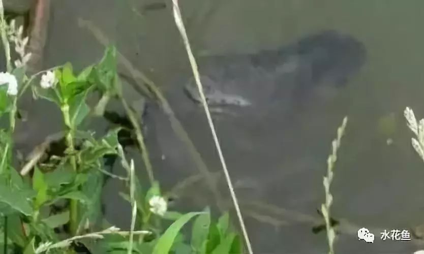 姘翠骇鍏绘畺鍒嗗瓙姘ㄥ拰绂诲瓙姘ㄧ殑鍖哄埆,璁よ瘑姘翠骇鍏绘畺