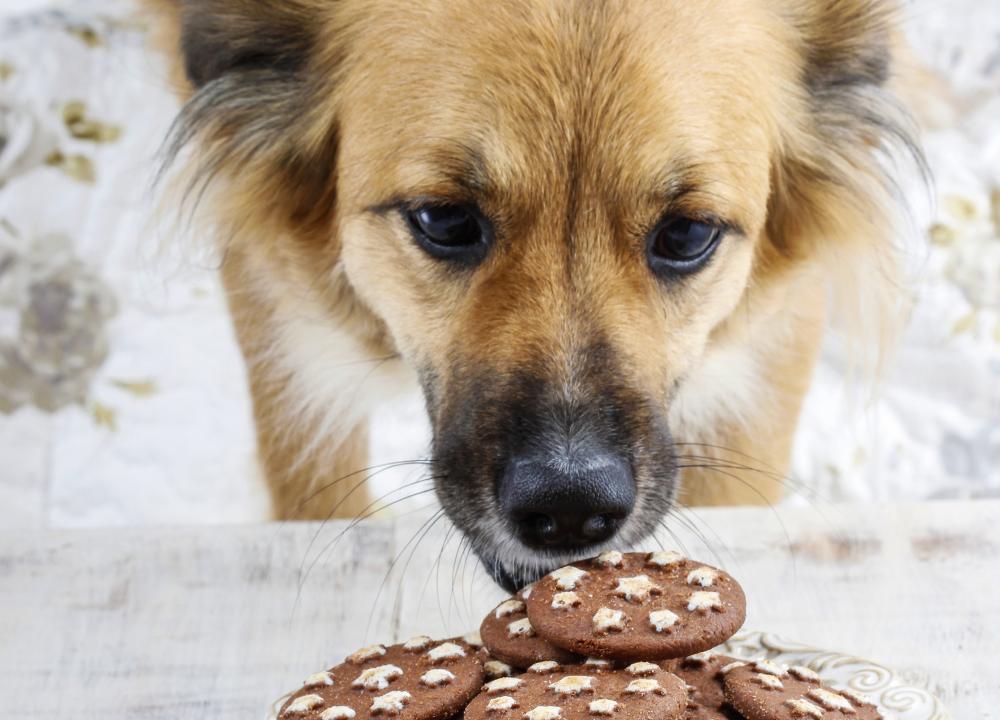 狗狗吃东西错误喂法,狗狗吃东西快怎么改正