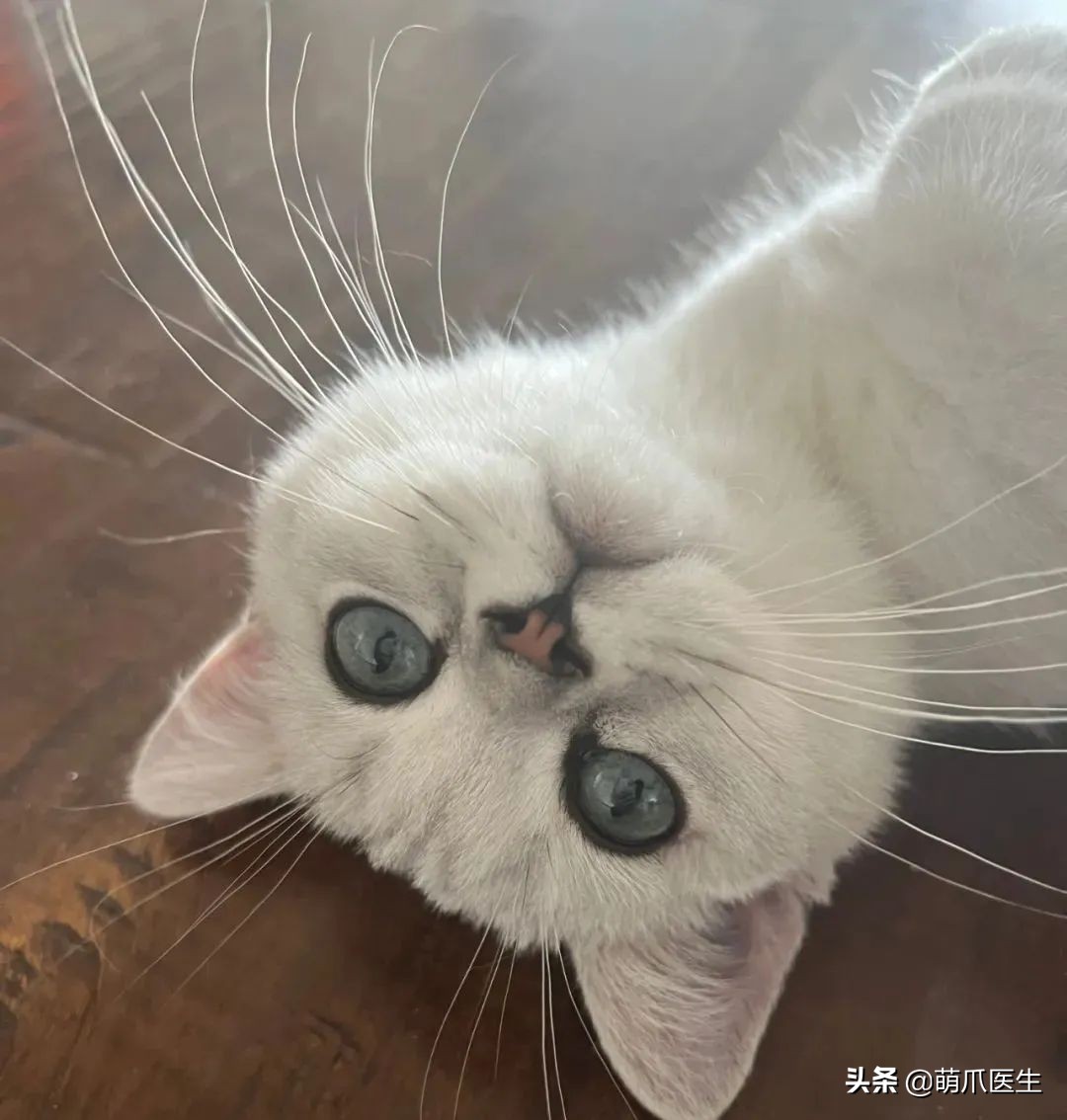 带猫网约车,带猫能打到网约车吗