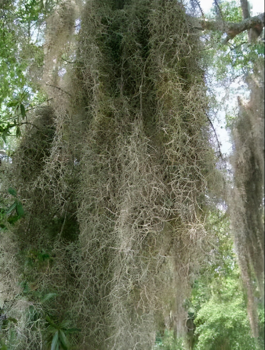 适合家中养的绿植大盆栽耐干旱,最好养的客厅绿植大盆栽