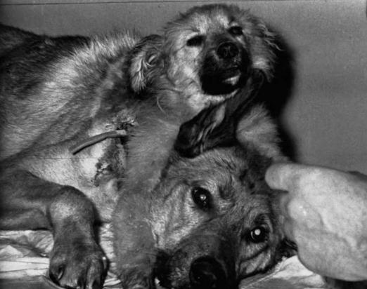 10种怪异的两个头动物,10种变异双头动物