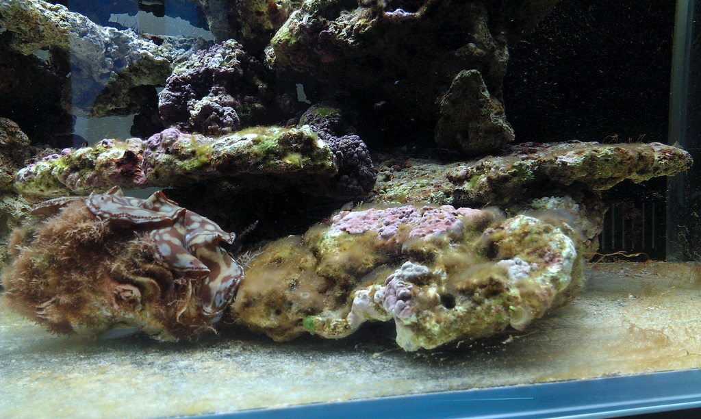 海南陈先生养龟情况,陈先生养猫