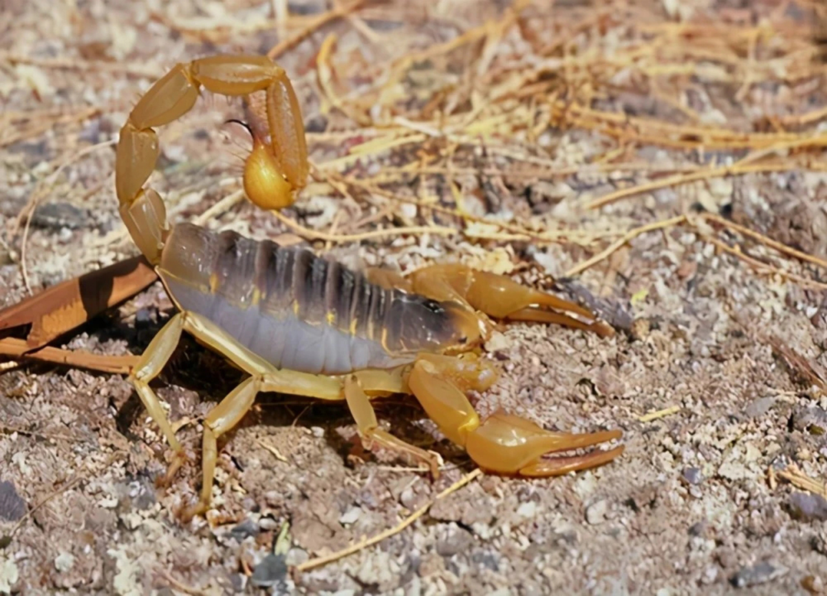 花钱找蝎子蛰，甚至将蝎子当香烟，巴基斯坦人为啥如此钟爱毒蝎子
