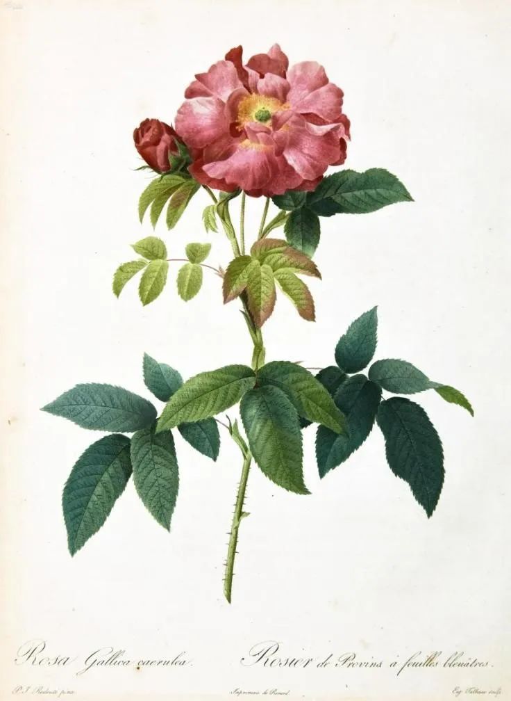 七夕玫瑰花提前买还是见面买好,七夕买红玫瑰还是彩色玫瑰