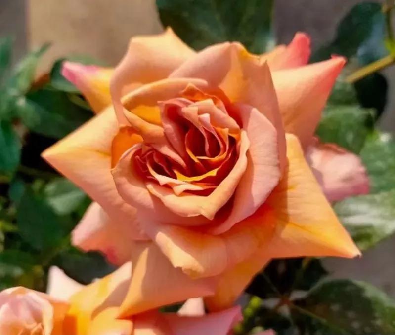 常见切花月季一览（45）