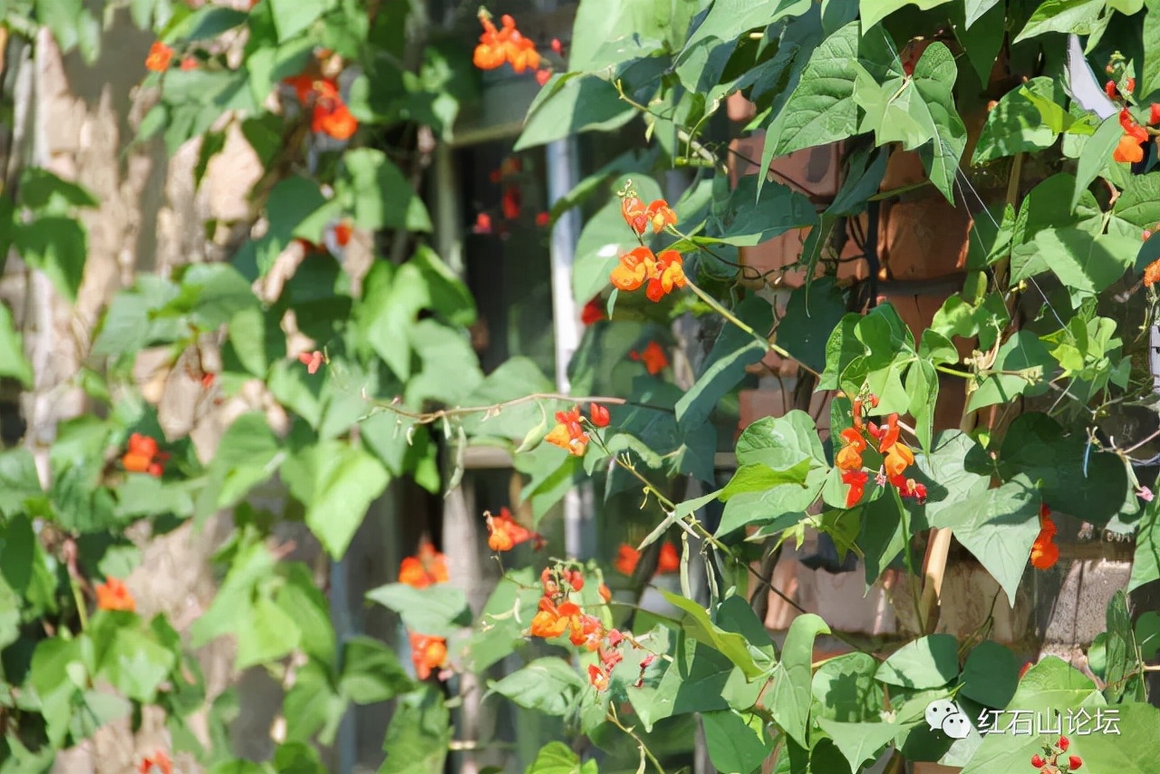 美丽的龙作曲,龙烟的图片