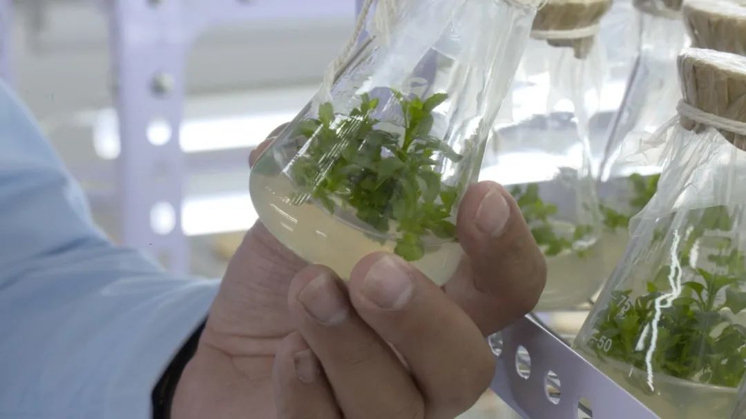 政府扶持乡村振兴的项目有哪些,2024乡村振兴政府补贴重点项目