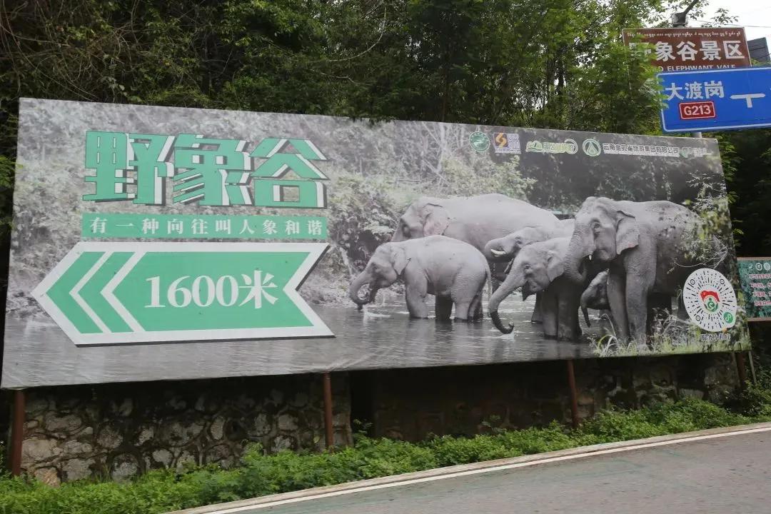 野象谷：给大象拴铁链子，好比人类遛狗的时候拴狗绳