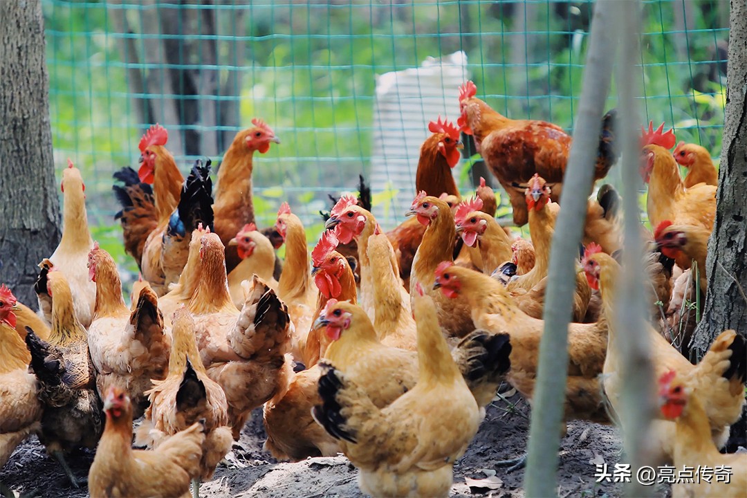 吉蛋公主：一文讲清楚鸡常见10种疾病的诊断和治疗，建议收藏