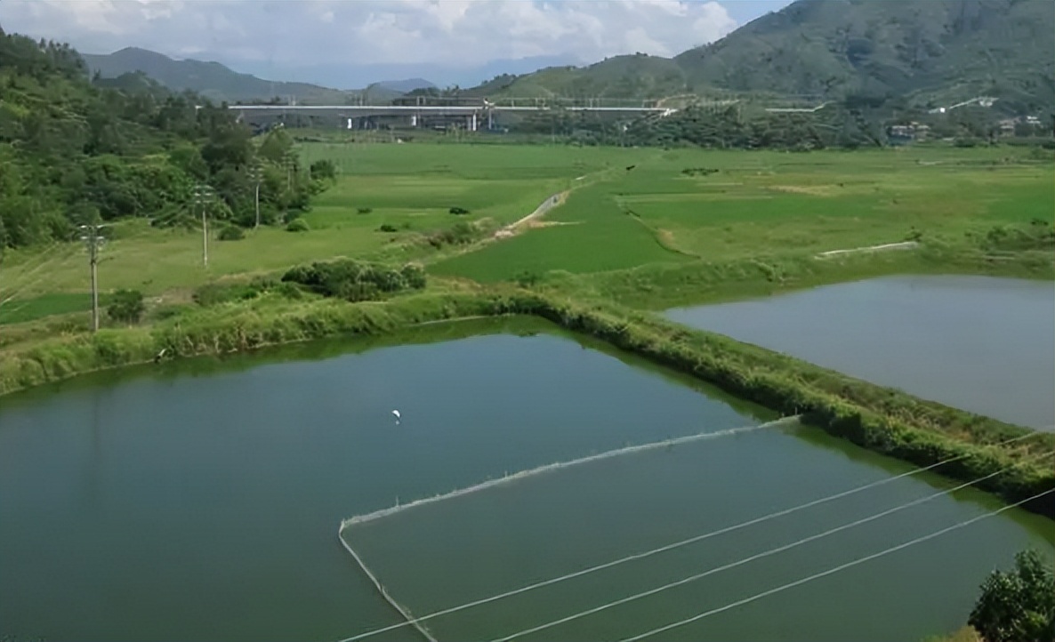 锯缘青蟹养殖用什么盐,锯缘青蟹vs凶狠圆轴蟹