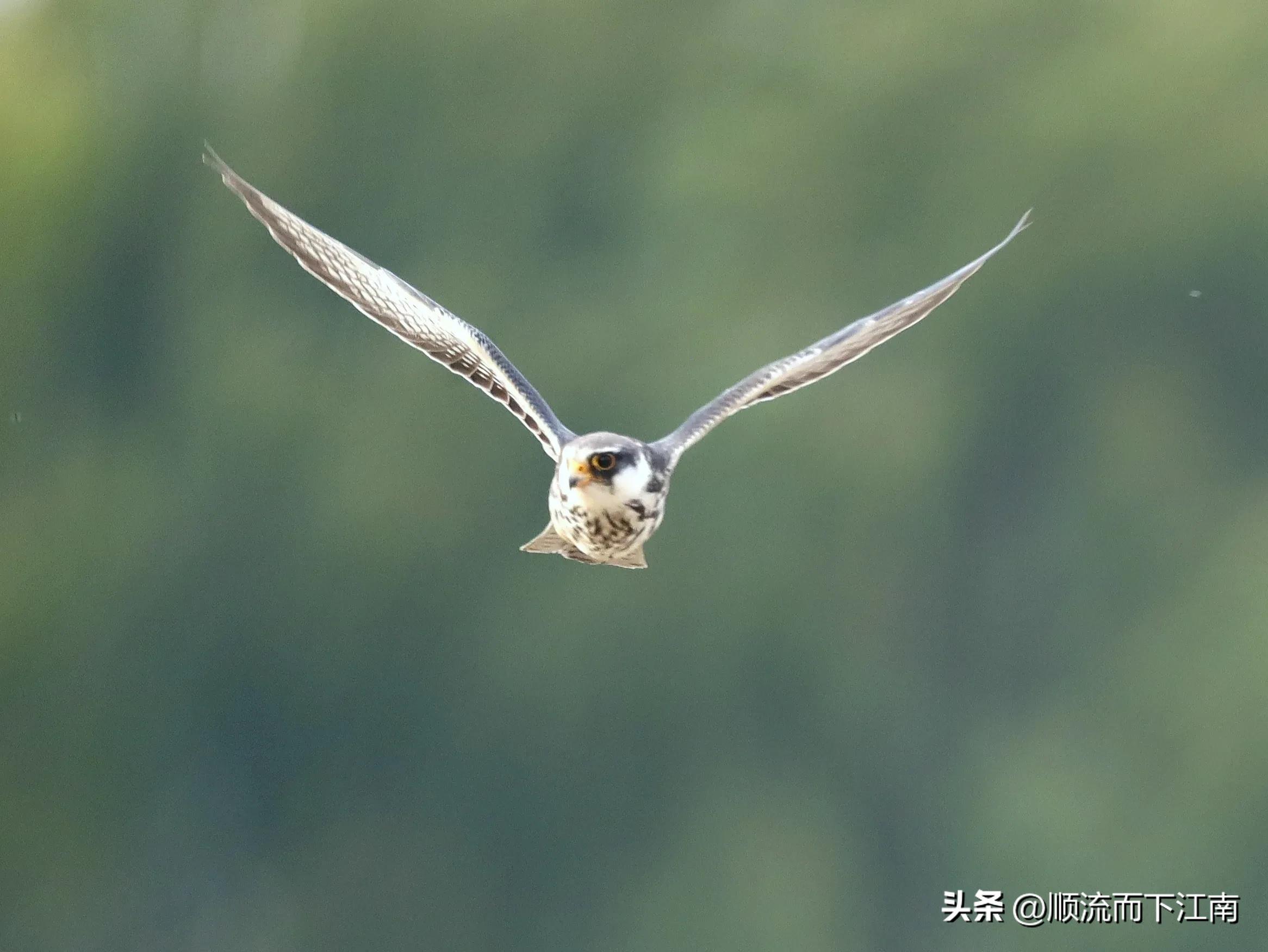 红脚隼叫声,红脚隼